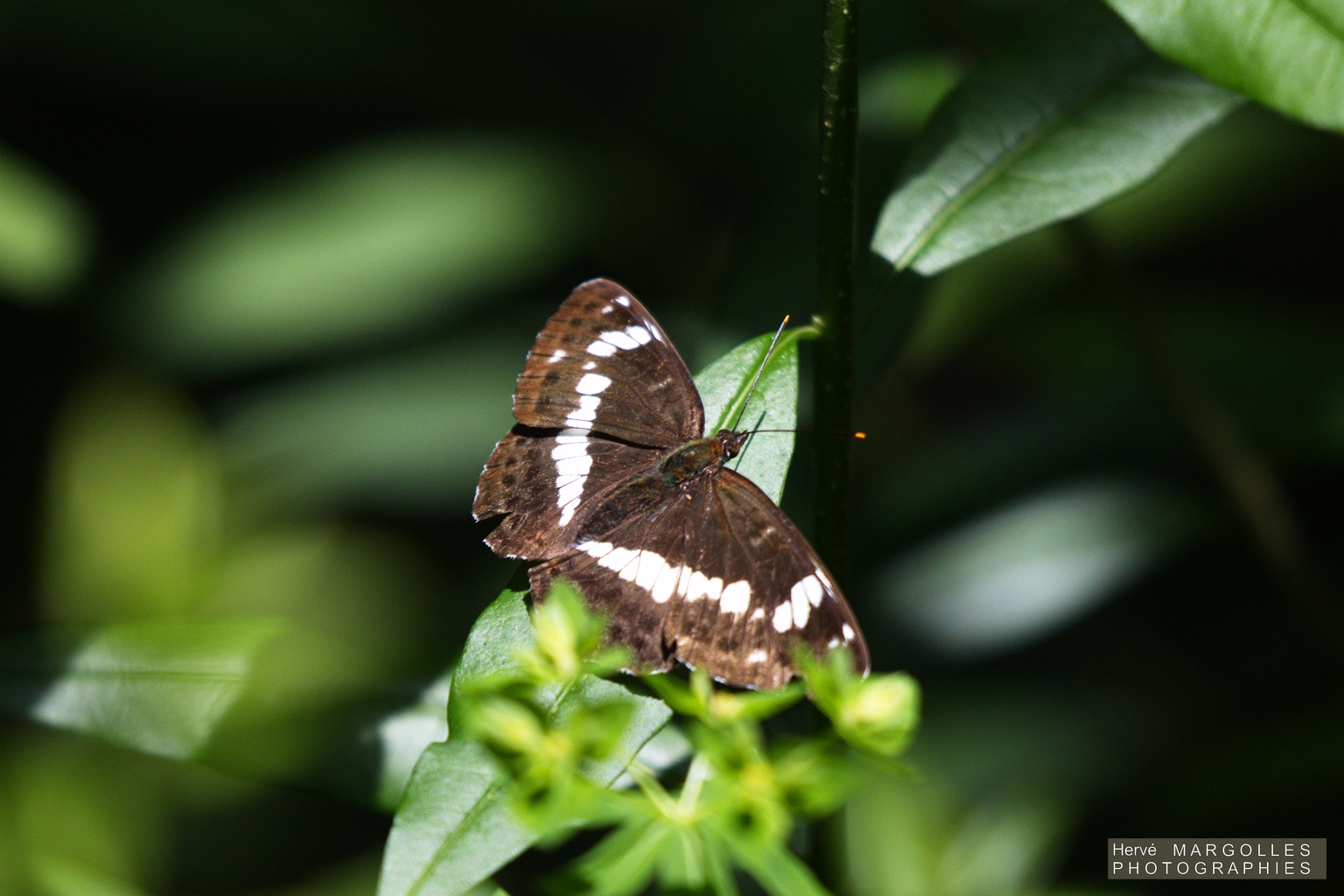 Papillon_Petit Sylvain-01.jpg